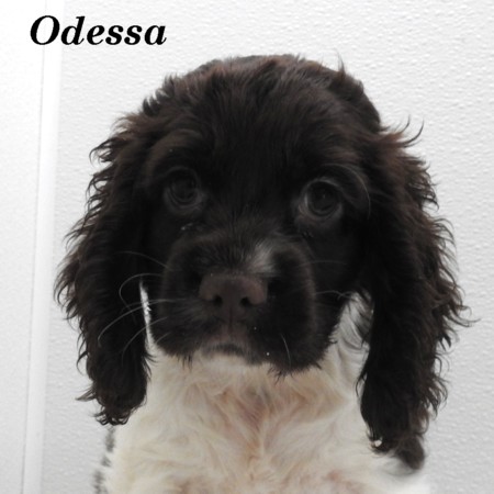 puppy, for, sale, Cocker Spaniel, Joe & Cherri  Overlease, dog, breeder, Miller, MO, dog-breeder, puppy-for-sale, forsale, nearby, find, puppyfind, locator, puppylocator, aca
